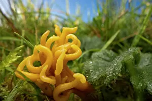 Agaricomycetes Gallery: Meadow coral (Clavulinopsis corniculata) fungus, Peak District National Park, Derbyshire, UK