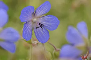 Images Dated 1st July 2011: Meadow cranesbill (Geranium pratense)flowering in a herb rich conservation margin