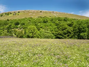 Wildflower Prints: Meadow cranesbill (Geranium pratense) and other wildflowers in a species rich