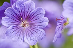 Purple Collection: Meadow Cranesbill (Geranium sanguineum) in flower. Germany, May