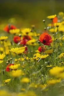 Images Dated 7th April 2009: Meadow with Field poppy (Papaver rhoeas) and Crown daisy (Chrysanthemum coronarium) flowers