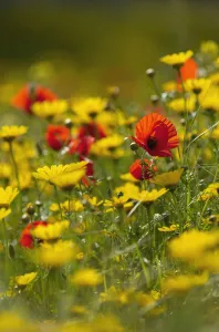 Meadow with Field poppy (Papaver rhoeas) and Crown daisy (Chrysanthemum coronarium) flowers
