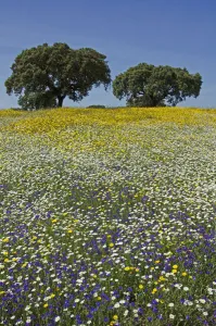 Meadow in flower, with Cork oaks (Quercus suber) in the background, Beja, Portugal, April