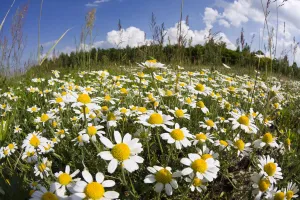 Meadow with flowering Corn camomile (Anthemis arvensis) East Slovakia, Europe, June 2008