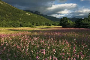 Meadow with flowering Sticky catchfly (Silene viscaria) and slopes of the Dinara mountain range