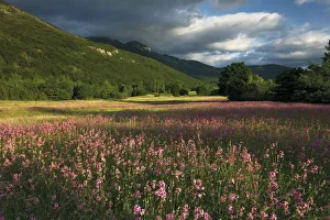 Caryophyllaceae Prints: Meadow with flowering Sticky catchfly (Silene viscaria) and slopes of the Dinara mountain range