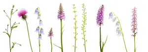 Images Dated 19th June 2009: Meadow flowers, Fleabane (Erigeron sp) Thistle, Bearded bellfower (Campanula barbata)