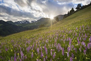 Alps Gallery: Meadow of Fragrant Orchids (Gymnadenia conopsea) at sunset. Tirol, Austrian Alps
