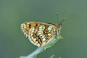 Butterflies & Moths Gallery: Meadow fritillary (Melitaea parthenoides) Riou de Meaulx, Provence, southern France, May