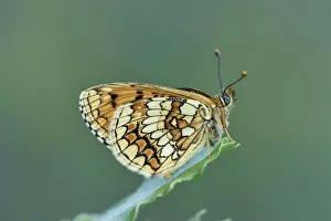 Fritillary Prints: Meadow fritillary (Melitaea parthenoides) Riou de Meaulx, Provence, southern France, May