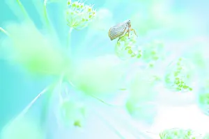 Tuscanny Prints: Meadow froghopper (Philaenus spumarius) feeding on plant sap between the fronds of an umbelliferous flower