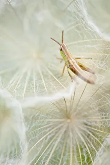 Images Dated 6th June 2011: Meadow grasshopper (Chorthippus parallelus) resting on Goatsbeard seedhead (Tragopogon sinuatus)