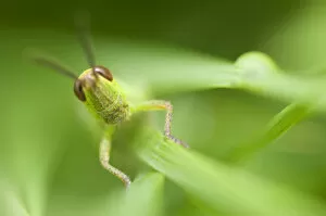 Images Dated 24th June 2009: Meadow grasshopper (Chorthippus parallelus) on plant, Liechtenstein, June 2009