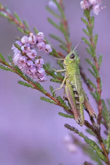 Images Dated 6th December 2019: Meadow grasshopper (Pseudochorthippus parallelus) on Common heather (Calluna vulgaris)