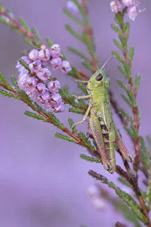 Meadow grasshopper (Pseudochorthippus parallelus) on Common heather (Calluna vulgaris)