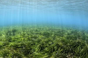 Aegle Fragilis Gallery: Meadow of Neptune seagrass (Posidonia oceanica), Chersonissos, Heraklion, Crete, Greece