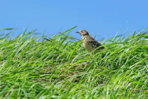 Spring Prints: Meadow pipit (Anthus pratensis) foraging in grassland in early spring, Belgium. April