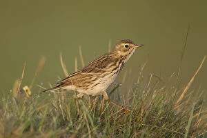 Meadow pipit (Anthus pratensis) on ground in rough grassland, Scotland, UK, May 2010