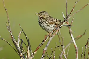 Calling Prints: Meadow pipit (Anthus pratensis) perched on branch calling, Varanger, Norway. July