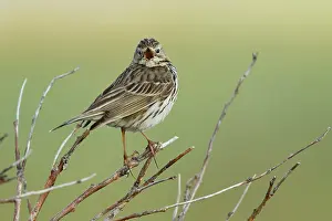 Calling Prints: Meadow pipit (Anthus pratensis) perched on branch calling, Varanger, Norway. July