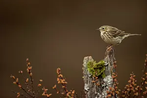 Dumfries And Galloway Prints: Meadow pipit (Anthus pratensis) perched on a tree stump
