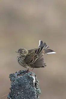 Plumage Prints: Meadow pipit (Anthus pratensis) perched on wooden post