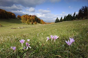Images Dated 19th June 2009: Meadow Saffron (Colchicum autumnale) flowers in meadow, Piatra Craiului Mountains