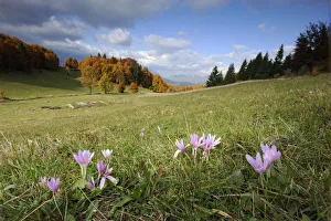 Cornelia Doerr Prints: Meadow Saffron (Colchicum autumnale) flowers in meadow, Piatra Craiului Mountains