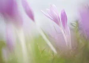 Liliaceae Prints: Meadow saffron crocus (Colchicum autumnale) flowers, Mohacs, Bda-Karapancsa, Duna Drava NP