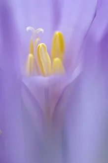Cornelia Doerr Prints: Meadow Saffron flower (Colchicum autumnale) soft focus, Piatra Craiului Mountains
