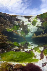 Meadow of seaweeds in a shallow channel between islands in the Cairns Of Coll, Island of Coll