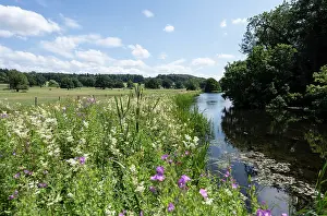Onagraceae Prints: Meadow sweet (Filipendula ulmaria) and Great willowherb (Epilobium hirsutum) in flower at pool margins