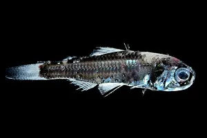 Deep Sea Prints: Mead's lanternfish (Diaphus meadi) portrait