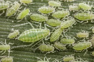 Small Prints: Mealy plum aphids (Hyalopterus pruni) on Phragmites leaf, Pennsylvania, USA. May