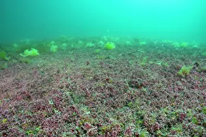 Red Algae Prints: Mearl (Phymatolithon calcareum) bed, Falmouth Bay, Cornwall, UK, English Channel