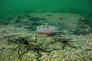 Red Algae Prints: Mearl (Phymatolithon calcareum) bed