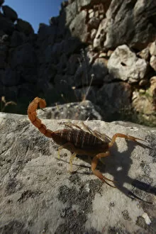 Arachnids Gallery: Mediterranean checkered scorpion (Mesobuthus gibbosus) on rock, the ancient ruins of Mycene