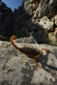 Mediterranean checkered scorpion (Mesobuthus gibbosus) on rock, the ancient ruins of Mycene