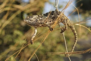 Mediterranean / Common chameleon (Chamaeleo chamaeleon) climbing between plant stems