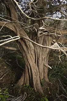 Mediterranean cypress (Cupressus sempervirens) tree trunk, Akamas Peninsula, Cyprus
