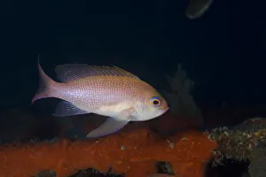 Anthias Prints: Mediterranean fairy basslet (Anthias anthias) on artificial reef, Larvotto Marine Reserve
