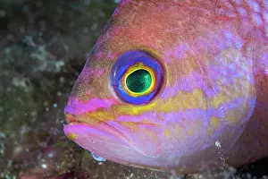 Croatia Prints: Mediterranean fairy basslet (Anthias anthias) head portrait
