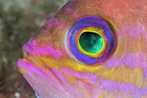 Croatia Prints: Mediterranean fairy basslet (Anthias anthias) head portrait