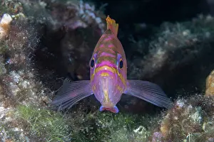 Croatia Prints: Mediterranean fairy basslet (Anthias anthias) portrait, Vis Island, Croatia, Adriatic Sea