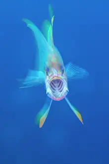 Serranidae Prints: Mediterranean fairy basslet (Anthias anthias) yawning