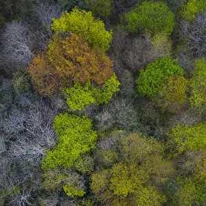 Mediterranean forest in spring, deciduous trees coming into leaf, aerial view. Tarrueza