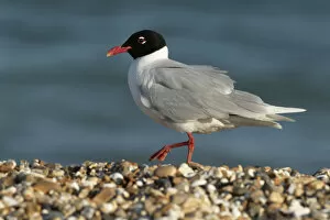 2020 February Highlights Gallery: Mediterranean gull (Larus melanocephalus) in summer plumage, Hayling Island, Hampshire