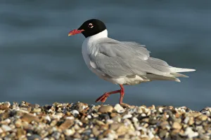 2020 February Highlights Gallery: Mediterranean gull (Larus melanocephalus) in summer plumage, Hayling Island, Hampshire