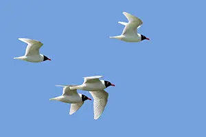 Southern Netherlands Prints: Four Mediterranean gulls (Ichthyaetus melanocephalus) in breeding plumage in flight against blue sky