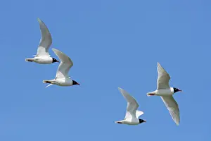 Southern Netherlands Prints: Four Mediterranean gulls (Ichthyaetus melanocephalus) in breeding plumage in flight against blue sky